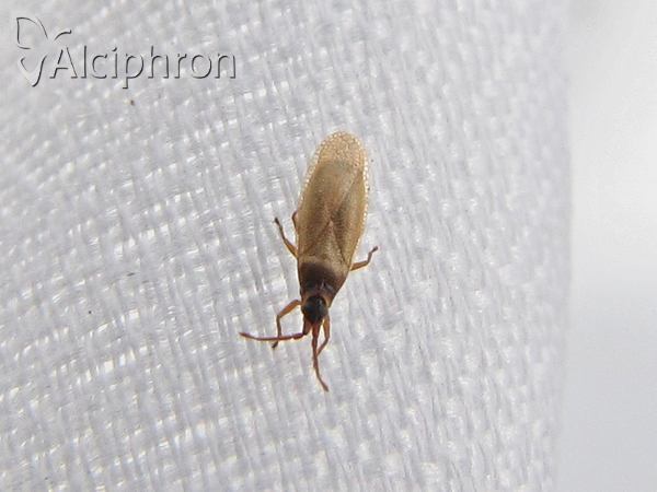 Agramma atricapillum