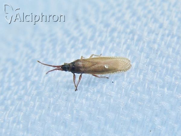 Agramma atricapillum
