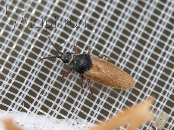 Agramma confusum