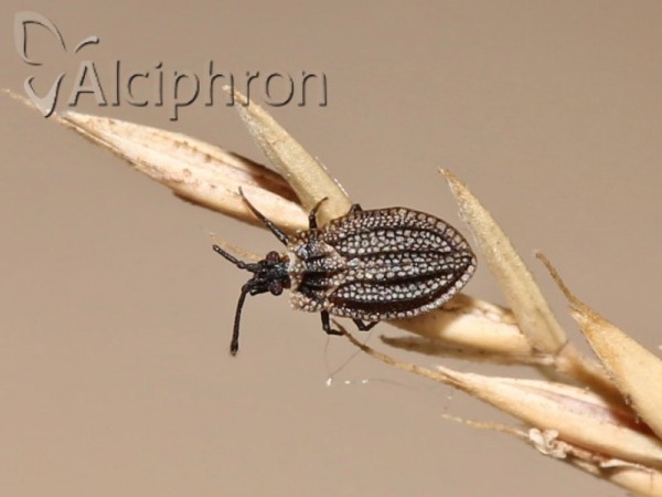 Acalypta marginata