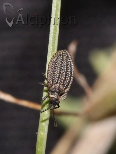 Acalypta marginata