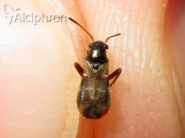 Pilophorus confusus