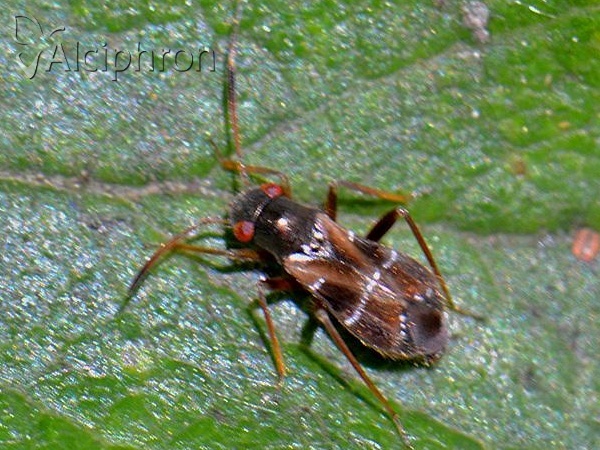 Pilophorus confusus