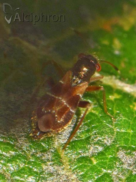 Pilophorus confusus