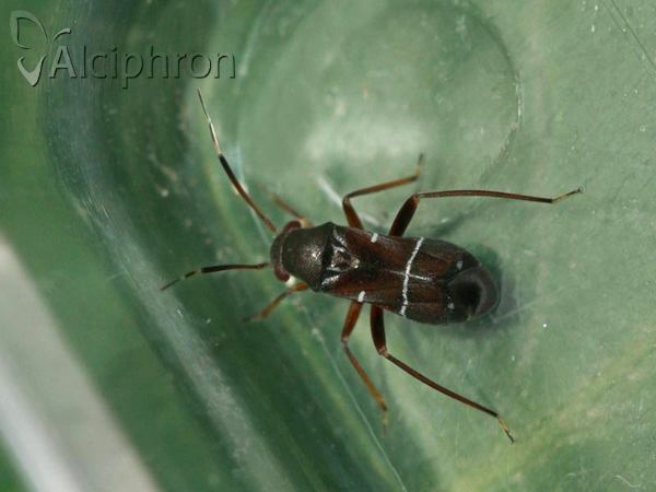 Pilophorus perplexus