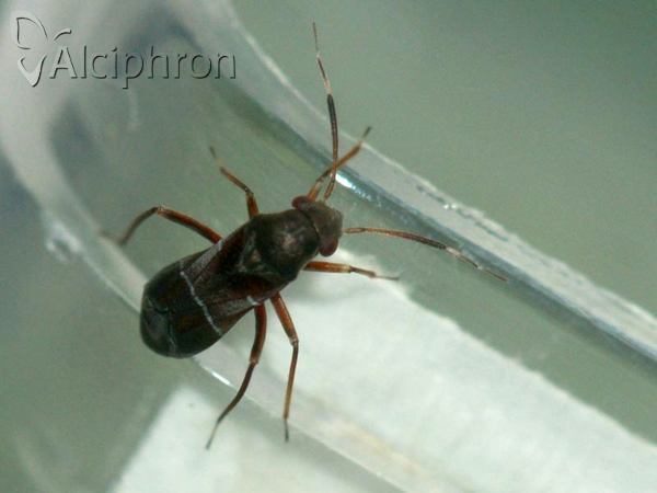 Pilophorus perplexus