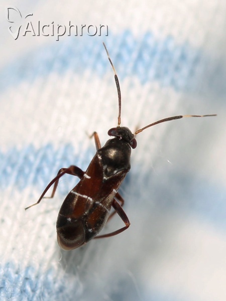 Pilophorus perplexus