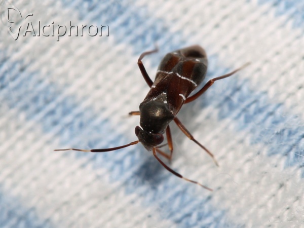 Pilophorus perplexus