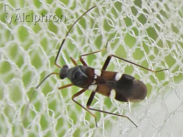 Systellonotus triguttatus