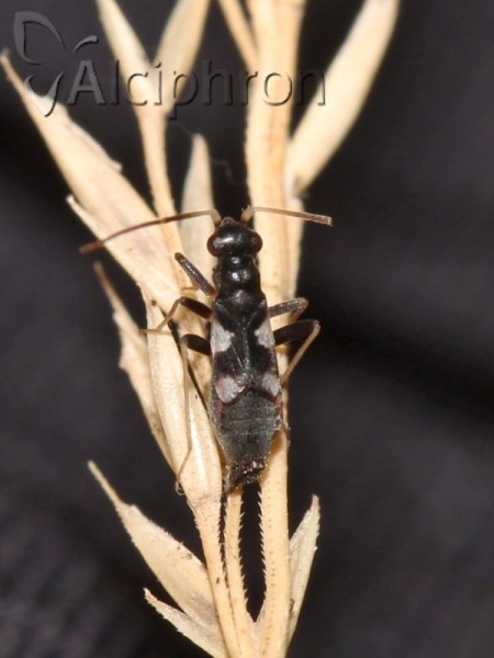 Omphalonotus quadriguttatus