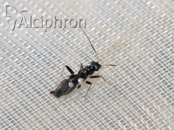 Omphalonotus quadriguttatus