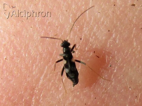 Omphalonotus quadriguttatus