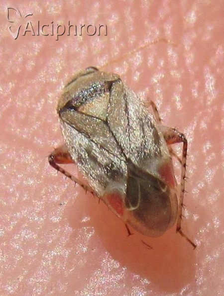Sthenarus rotermundi