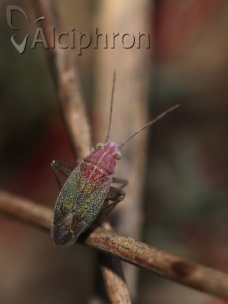 Solenoxyphus fuscovenosus