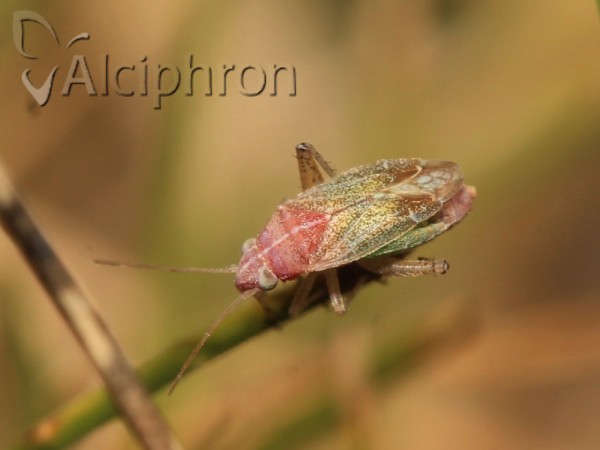 Solenoxyphus fuscovenosus