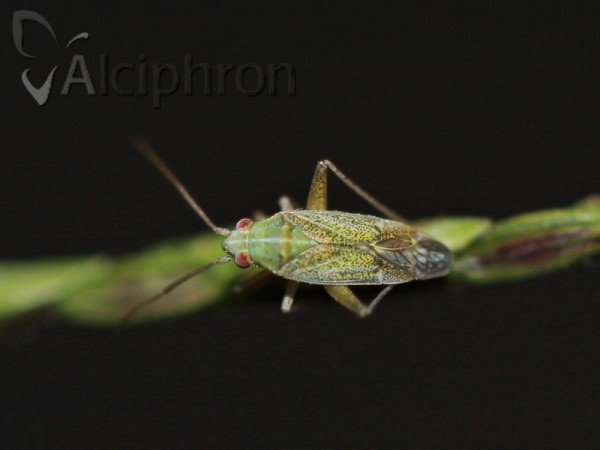 Solenoxyphus fuscovenosus