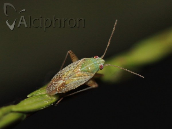 Solenoxyphus fuscovenosus