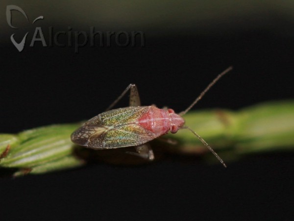 Solenoxyphus fuscovenosus