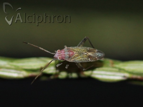 Solenoxyphus fuscovenosus