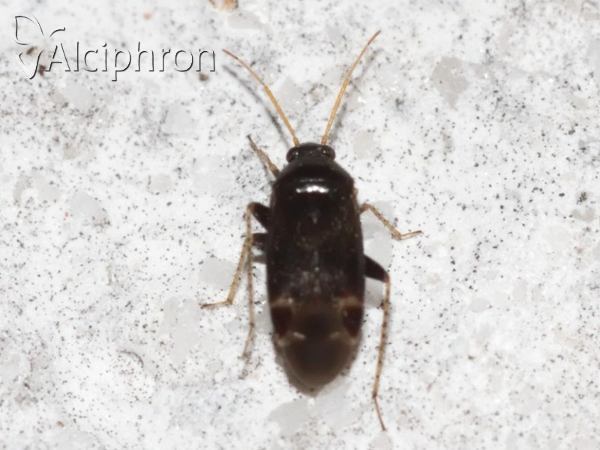 Psallus perrisi