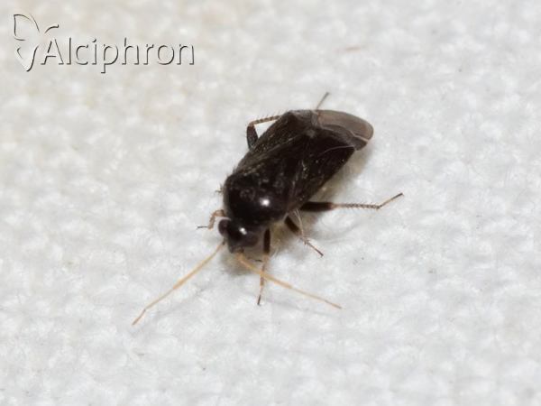 Psallus perrisi