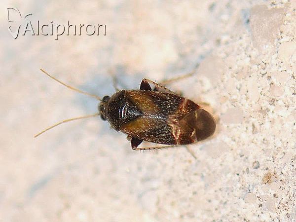 Psallus perrisi