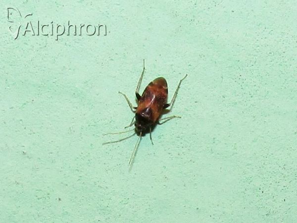 Psallus perrisi