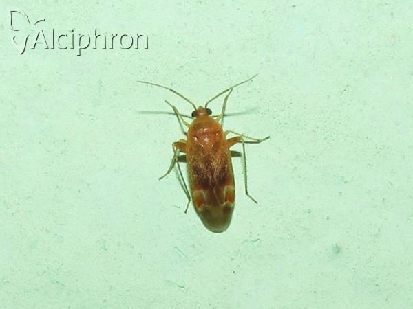 Psallus varians