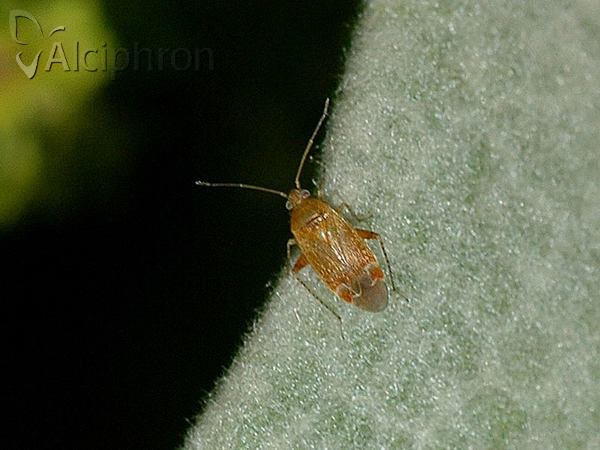 Psallus varians
