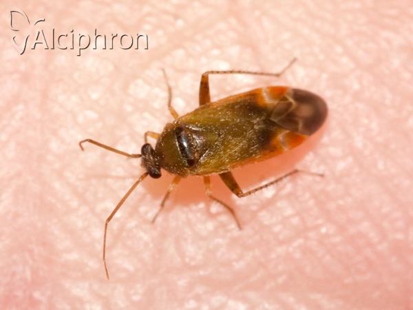 Psallus varians