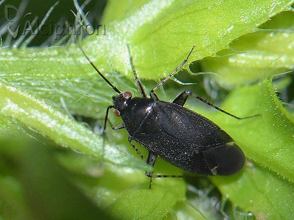 Plagiognathus arbustorum