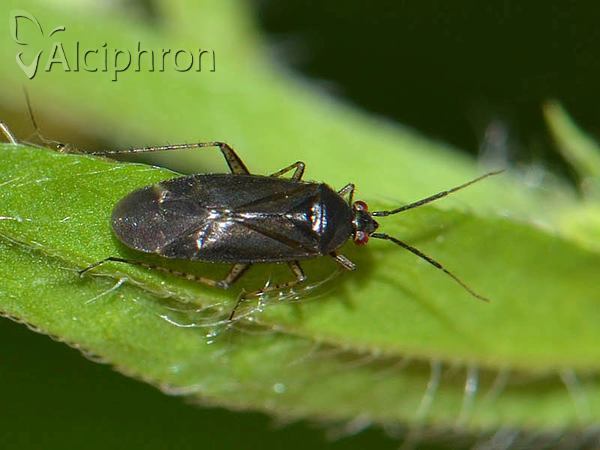 Plagiognathus arbustorum
