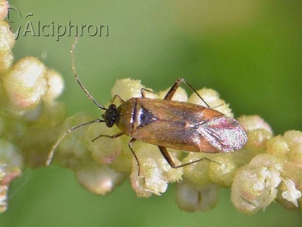Plagiognathus arbustorum