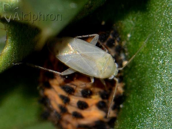 Plagiognathus bipunctatus