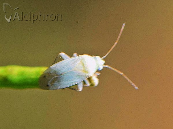 Plagiognathus bipunctatus