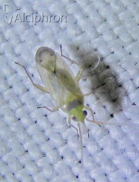Plagiognathus bipunctatus