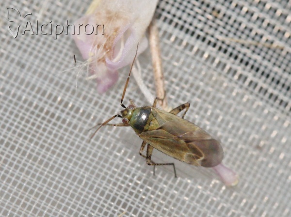 Plagiognathus chrysanthemi