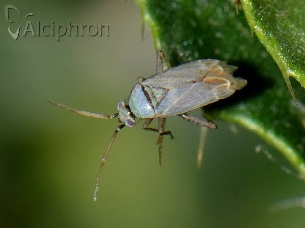 Plagiognathus chrysanthemi