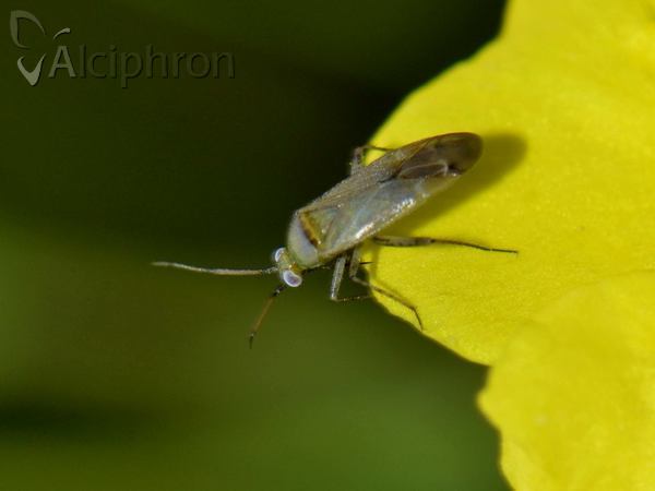 Plagiognathus chrysanthemi