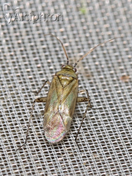 Plagiognathus chrysanthemi