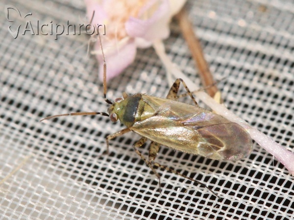 Plagiognathus chrysanthemi