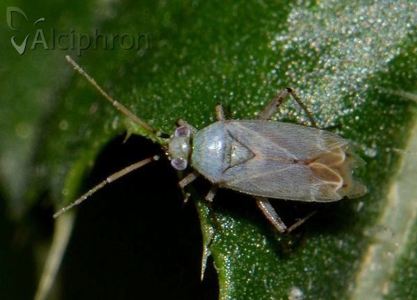 Plagiognathus chrysanthemi