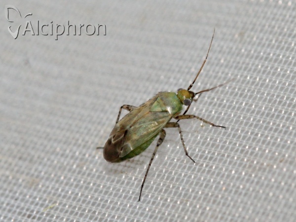 Plagiognathus chrysanthemi