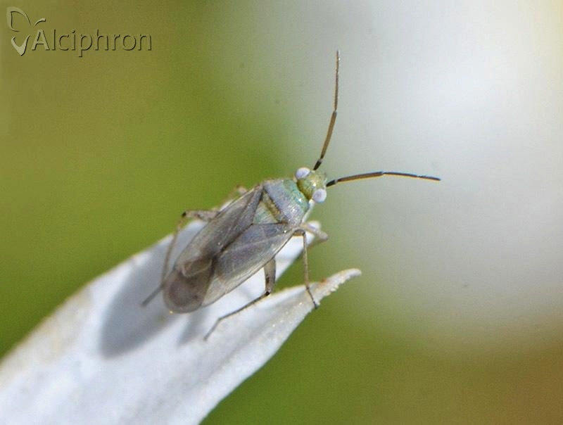 Plagiognathus chrysanthemi