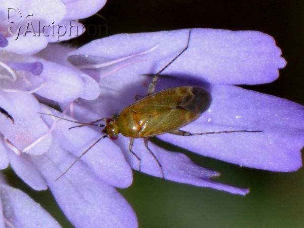 Plagiognathus fulvipennis