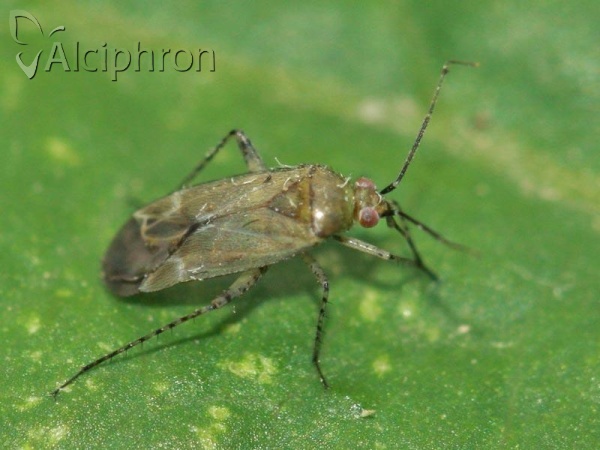 Plagiognathus fulvipennis