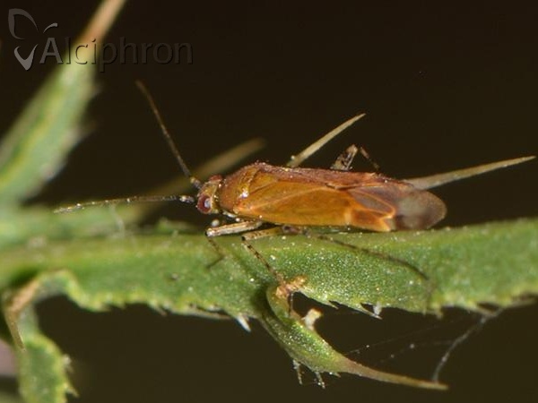 Plagiognathus fulvipennis