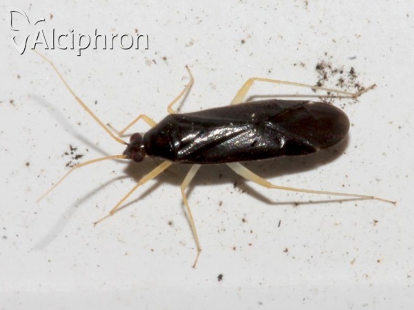 Phylus coryli