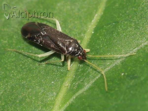 Phylus coryli