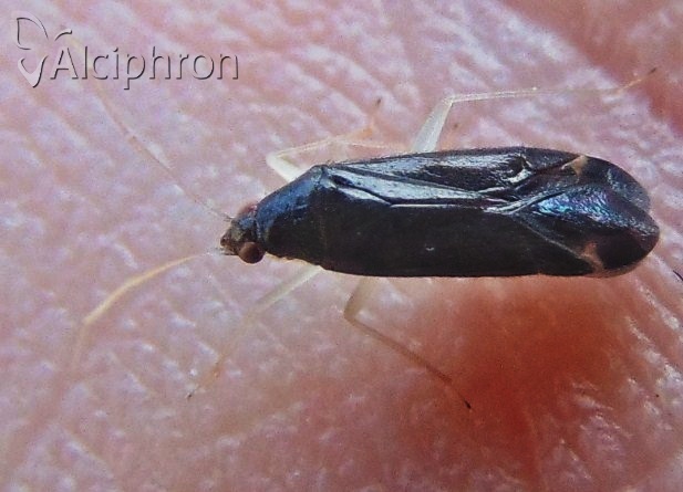 Phylus coryli